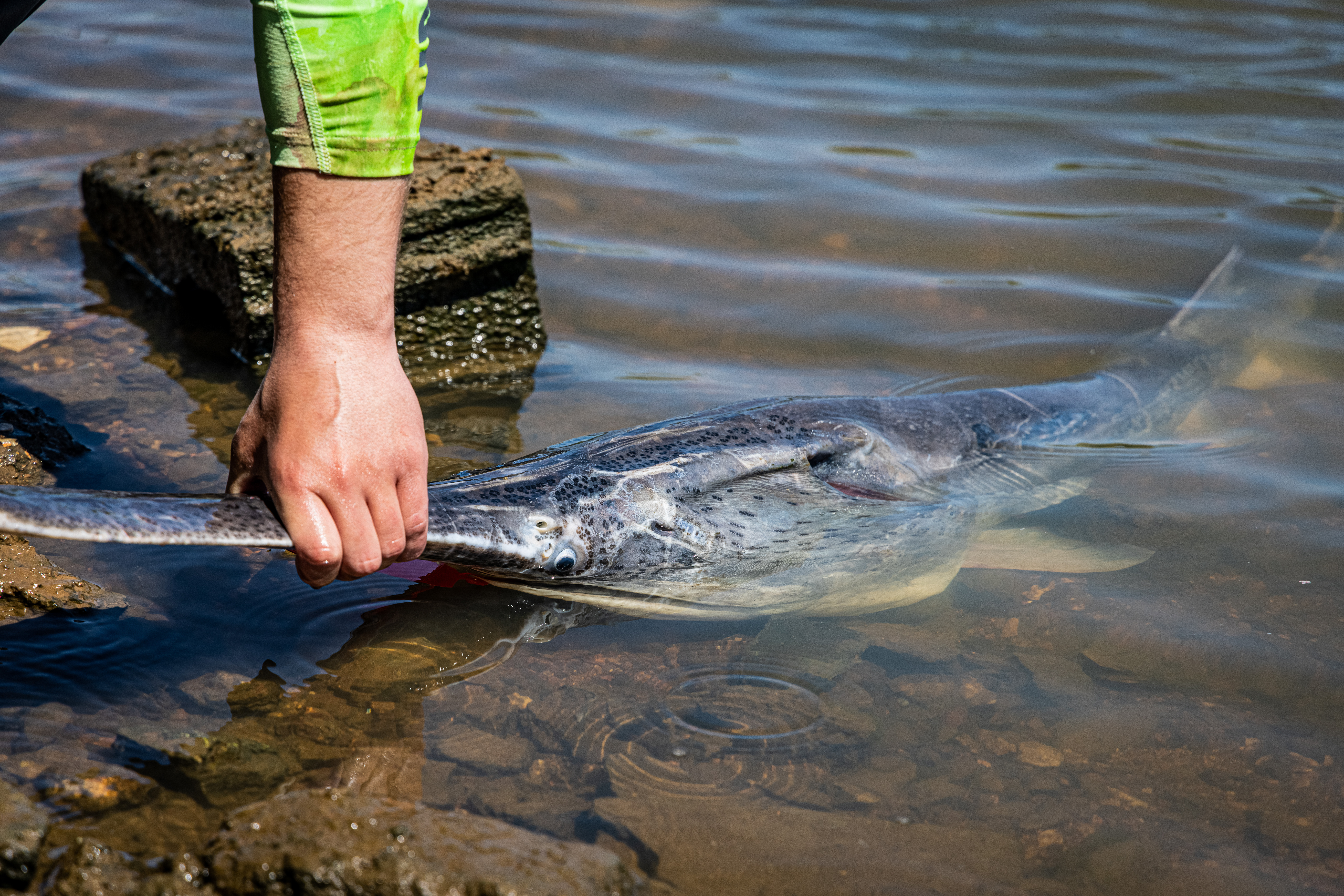 Prehistoric Paddlefish Sizzle Reel episode thumbnail