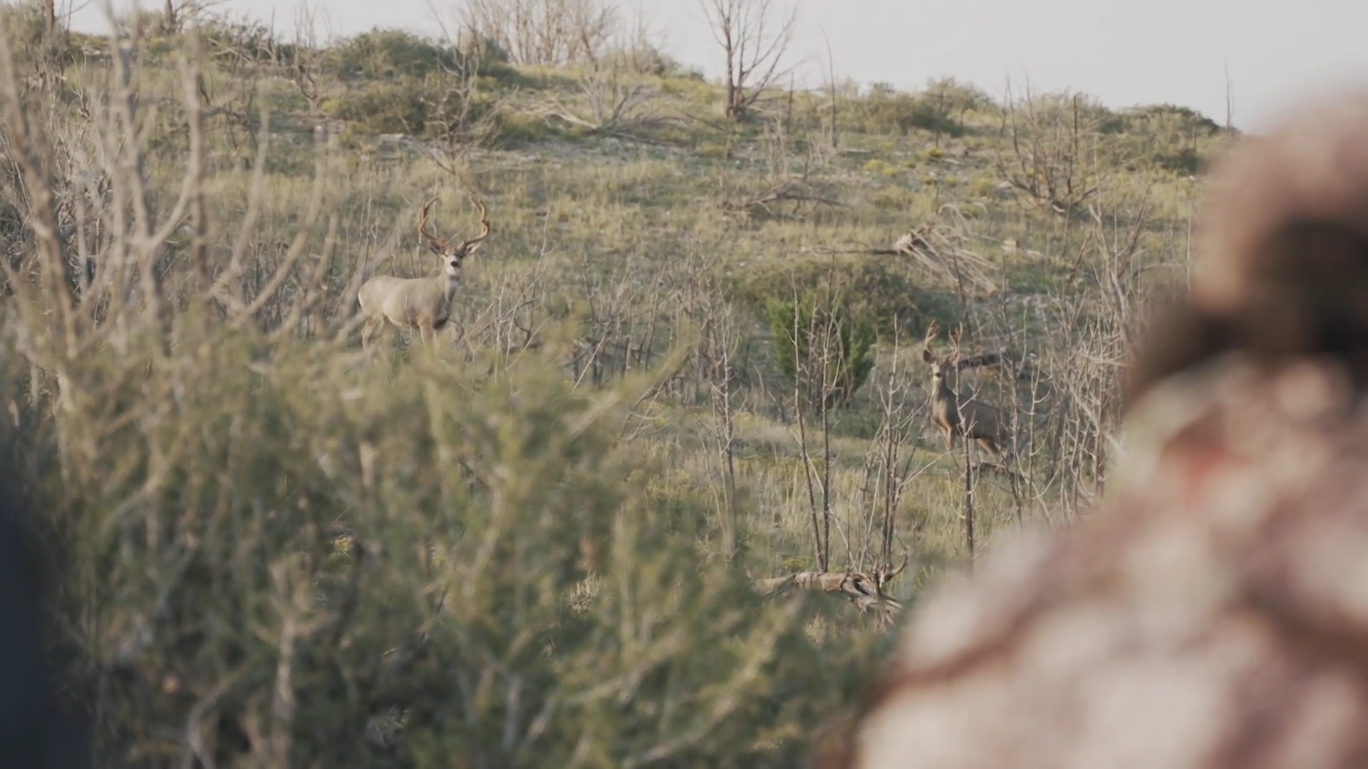 More Than a Trigger Pull episode thumbnail