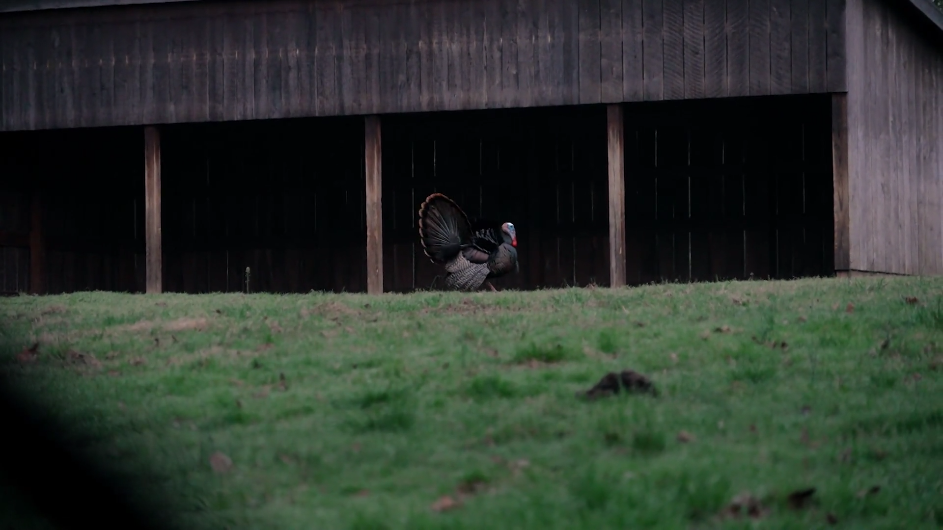 Annual Turkey Tour episode thumbnail