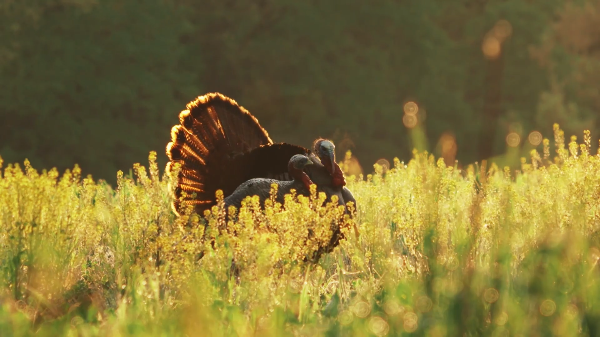 Home, Sweet Home episode thumbnail