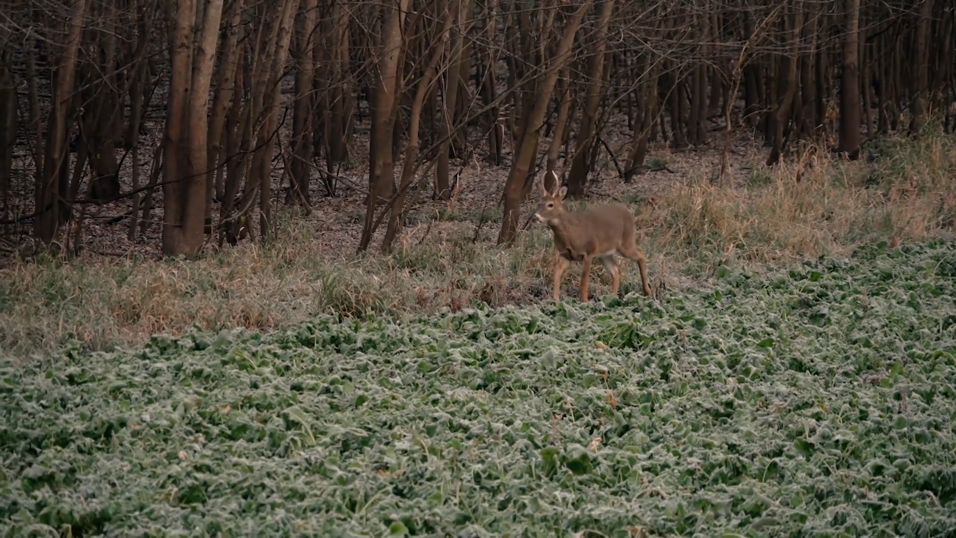 Third Time's the Charm episode thumbnail