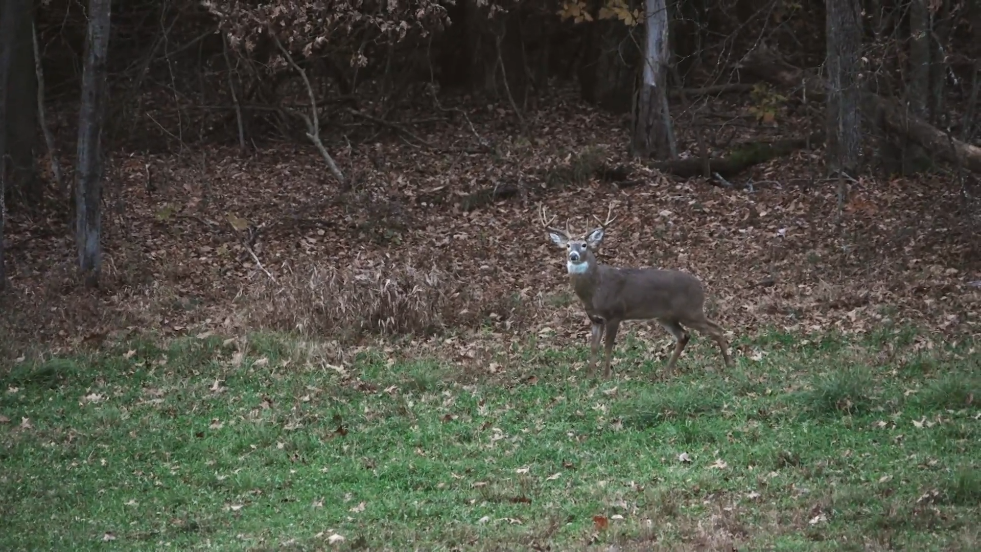 Frequent Flyer episode thumbnail