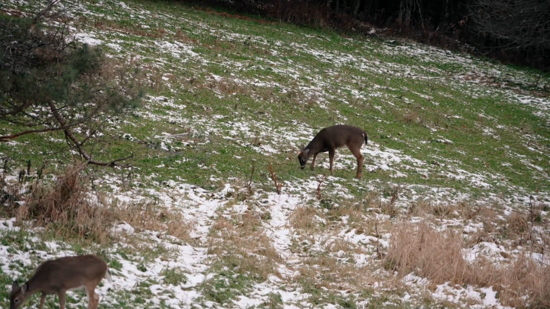 Passing The Torch episode thumbnail