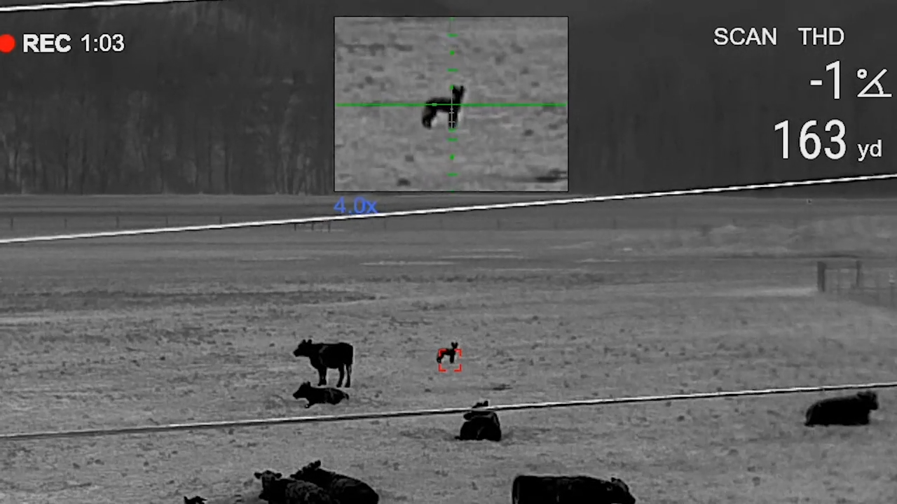 Calving Season Predator Hunting episode thumbnail