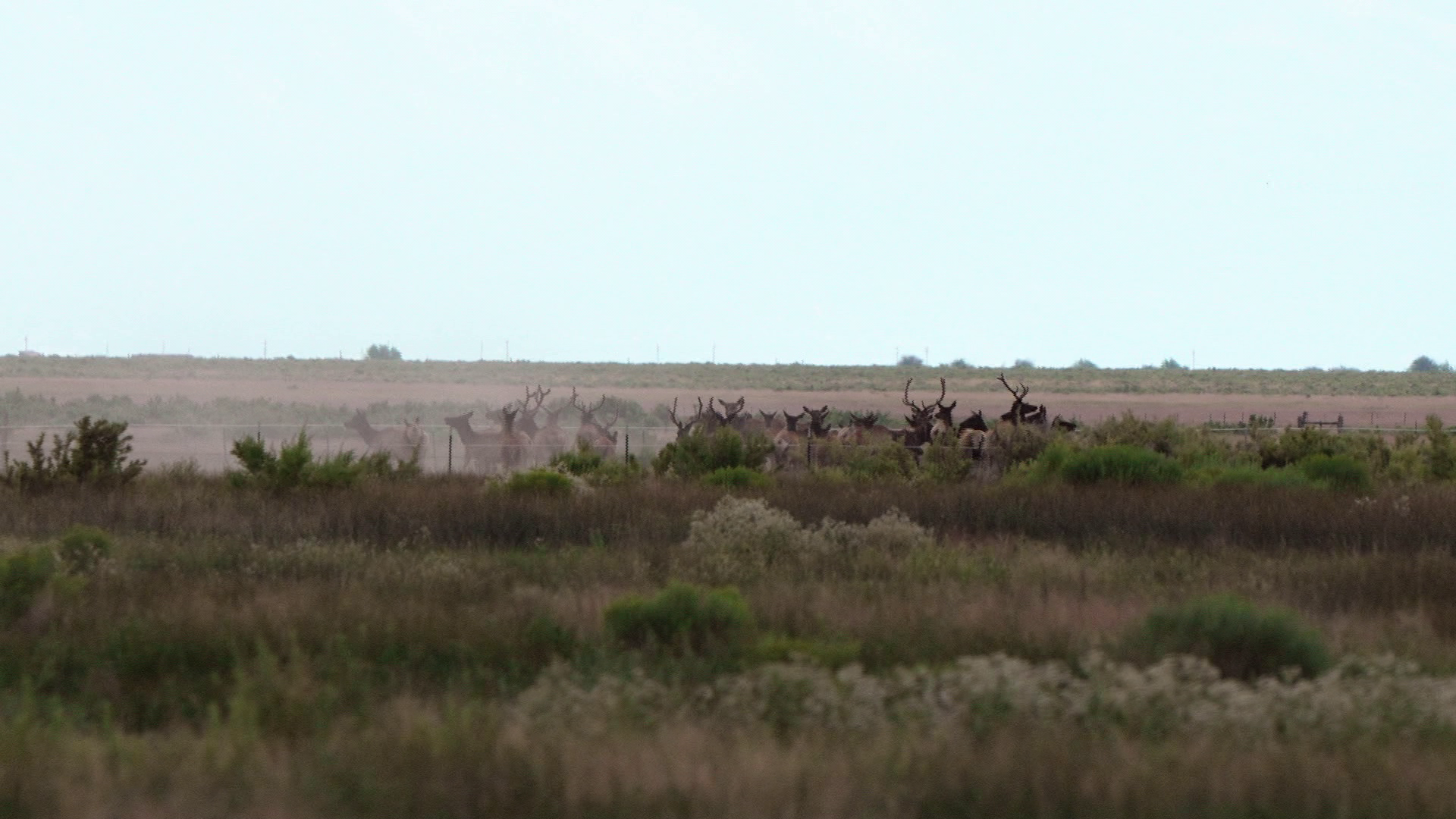 Depredation Duty: Velvet Bulls 25 episode thumbnail