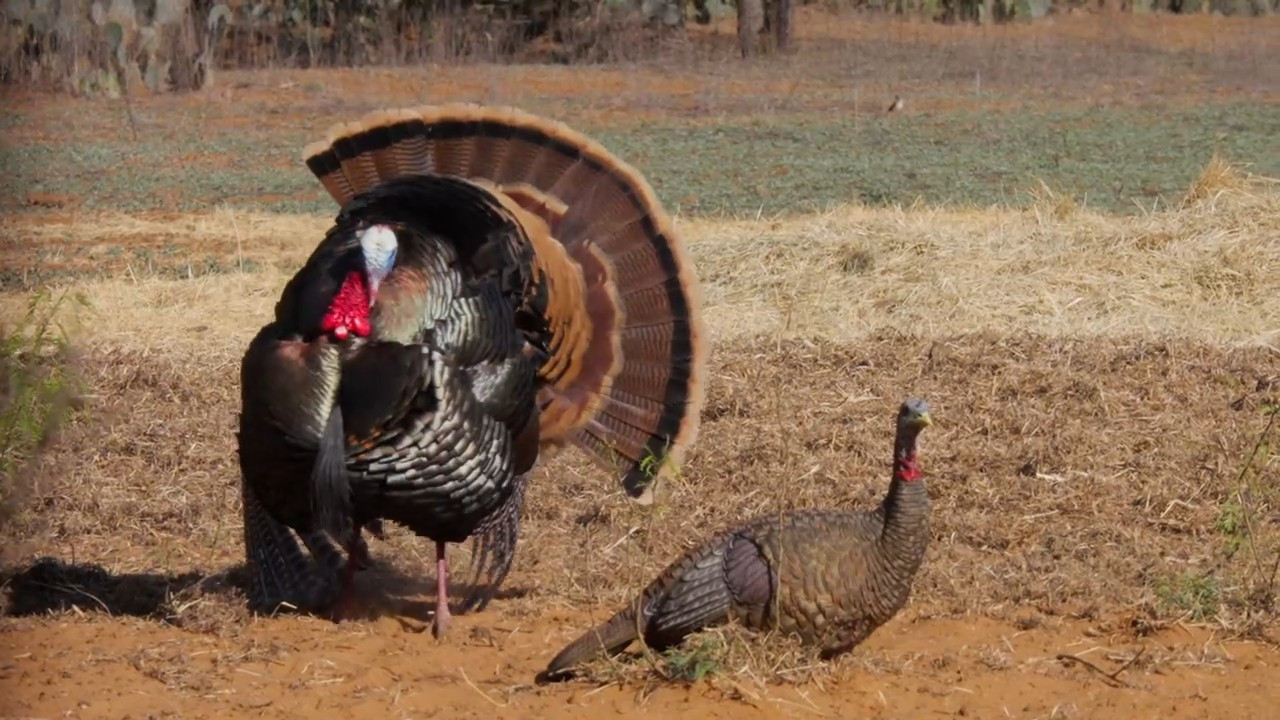 The Choice Turkey Tour ‘26 - Part 2 episode thumbnail