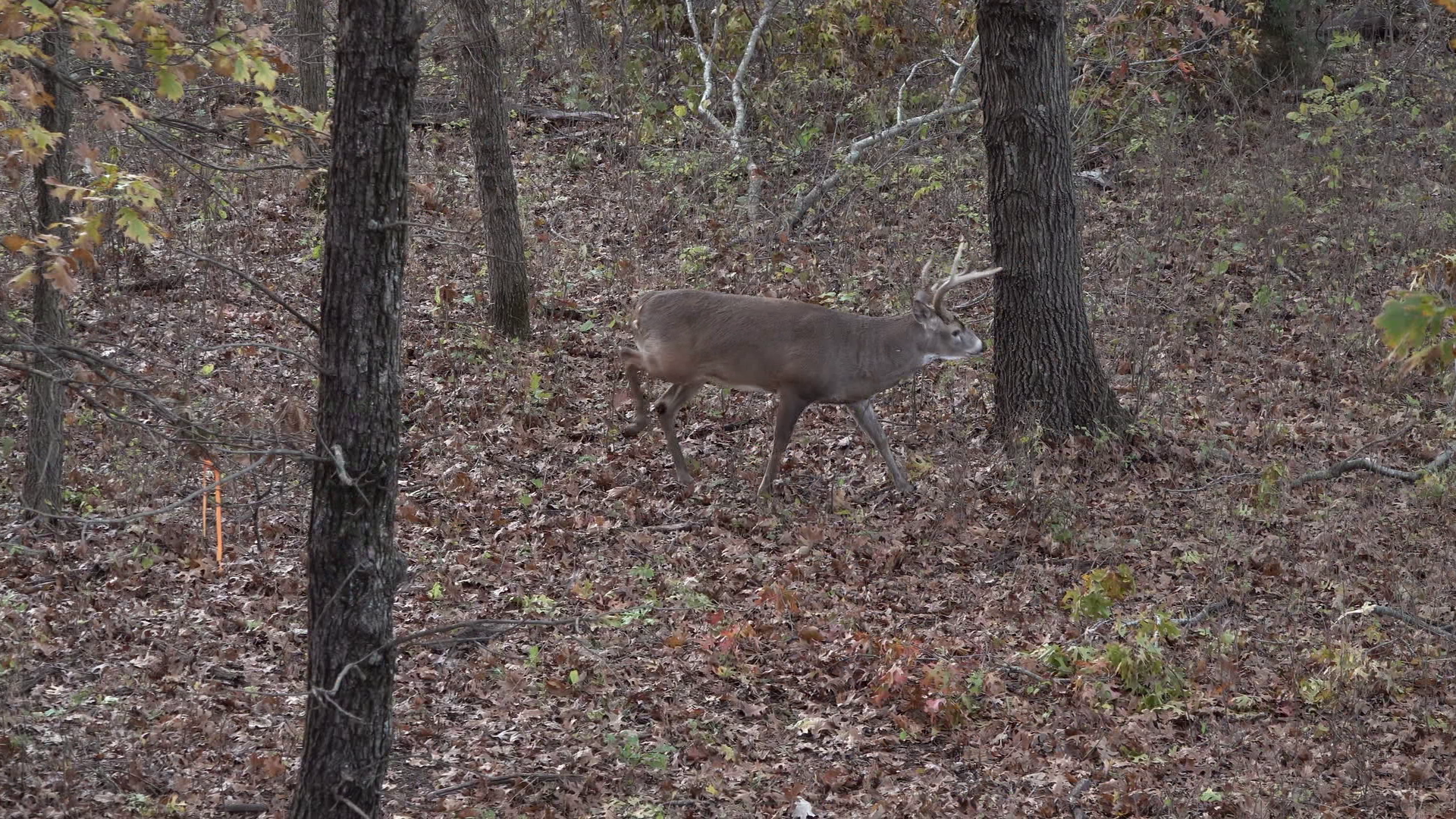 We Bowhunted the Kansas Whitetail! episode thumbnail