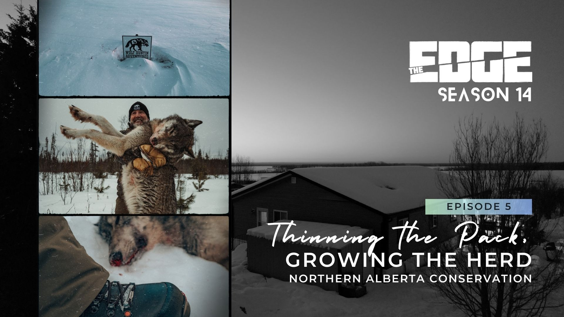 "Thinning the Pack, Growing the Herd" Northern Alberta Conservation episode thumbnail