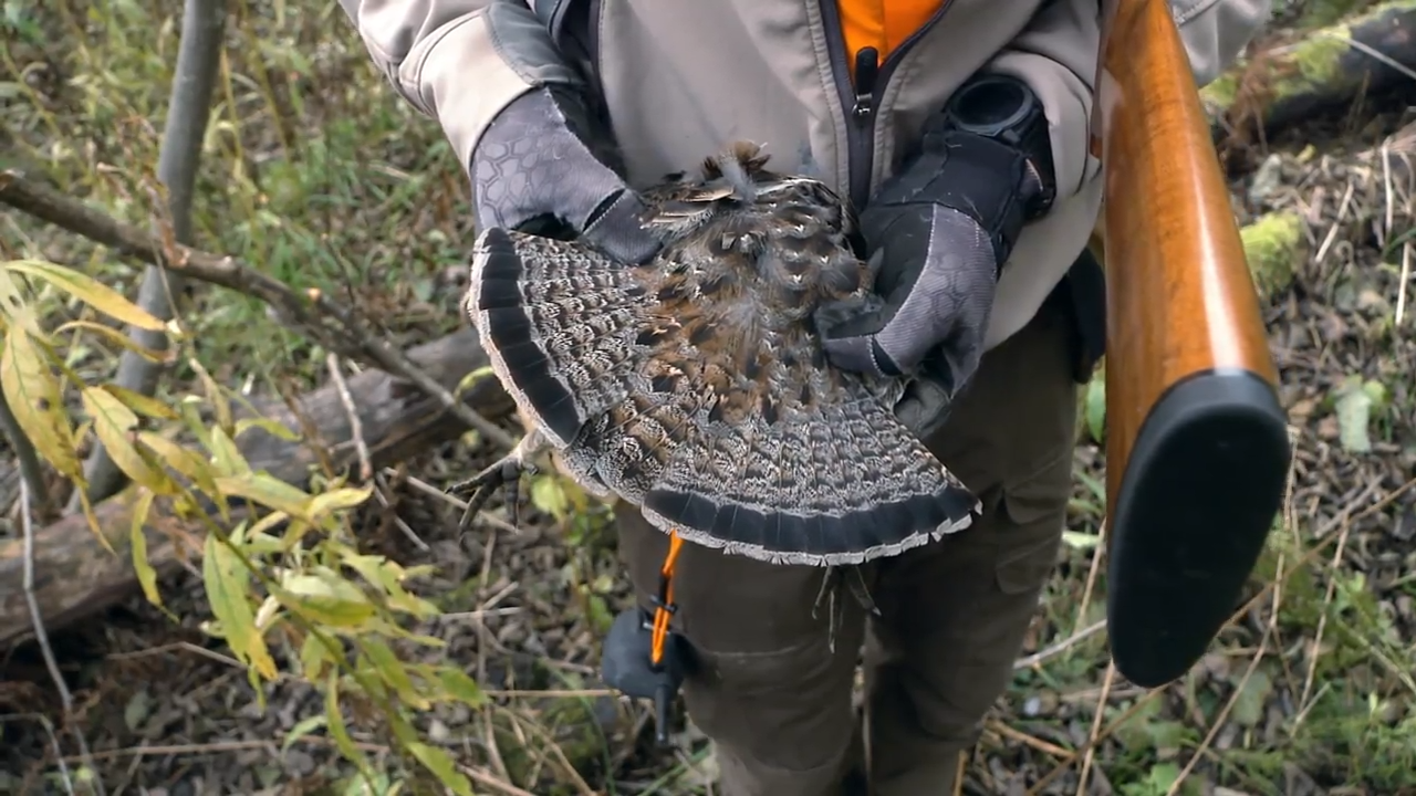 Superior Trail Ruffed Grouse episode thumbnail