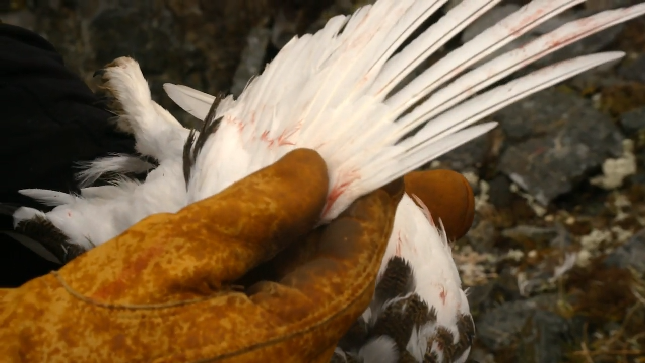 Alaska Ptarmigan Slam 2 episode thumbnail
