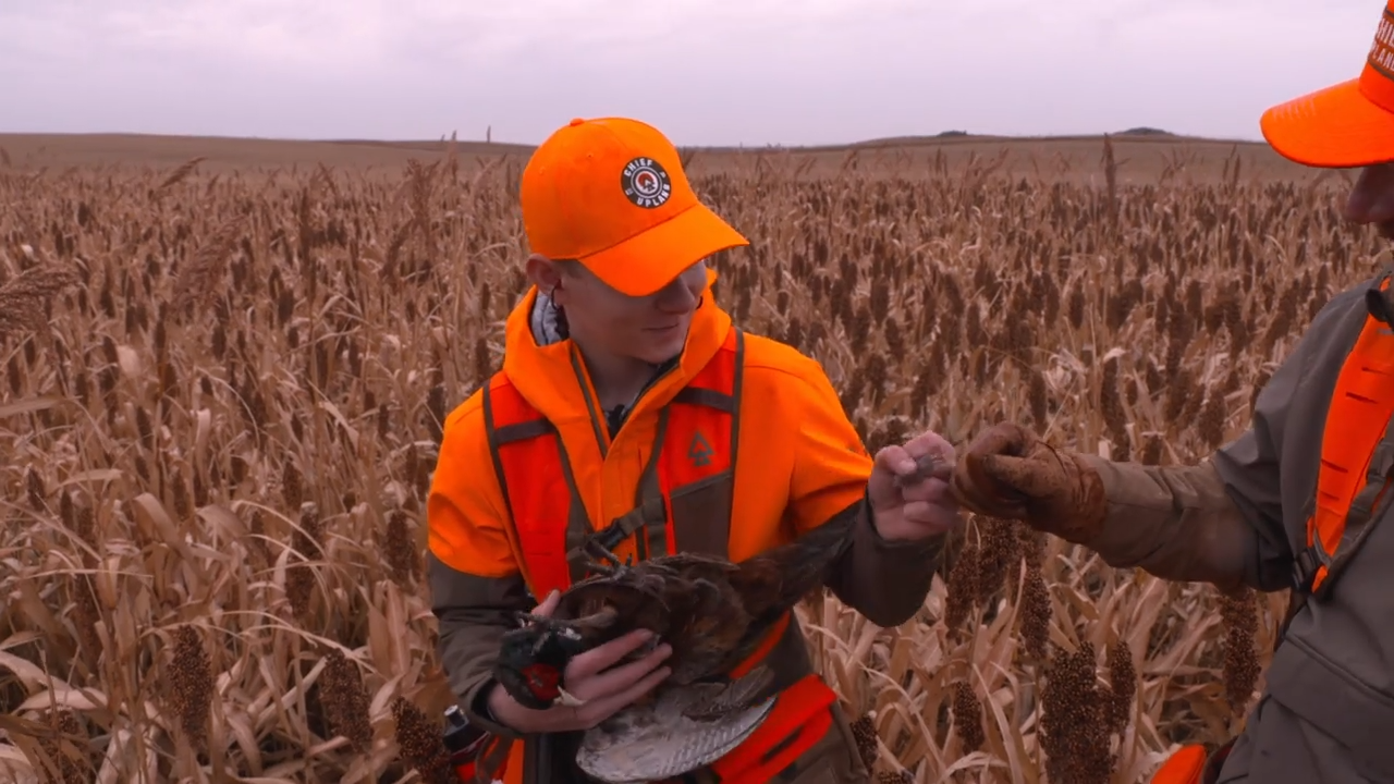 Brady's First Bird episode thumbnail