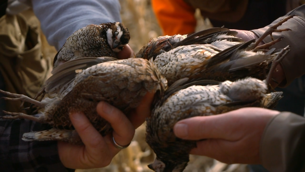 Kansas Quail Camp episode thumbnail