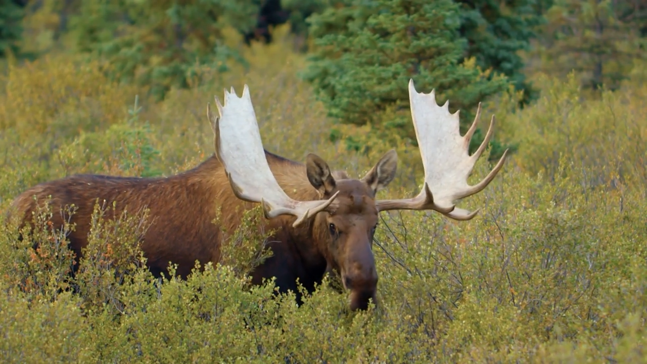Taming the Alaskan Frontier episode thumbnail