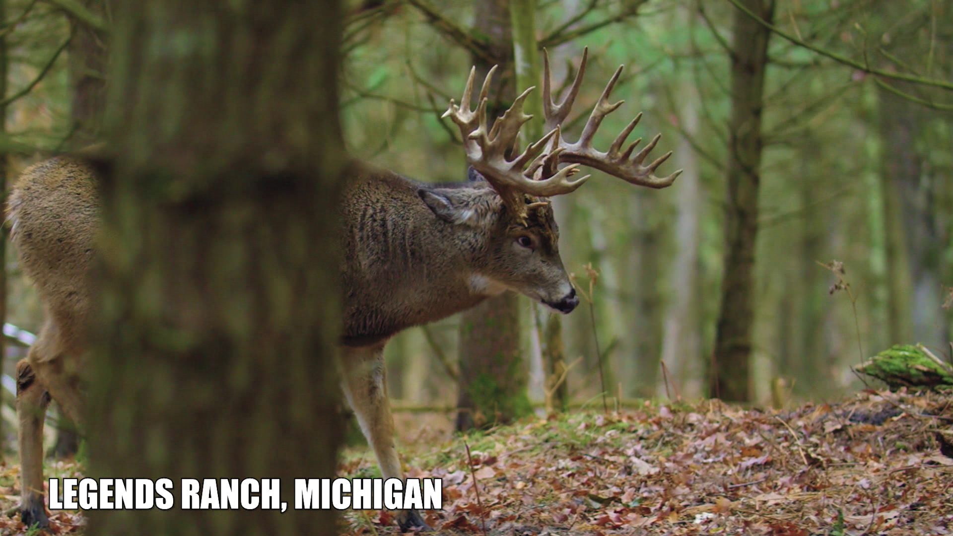 The Buck with 9 Lives episode thumbnail