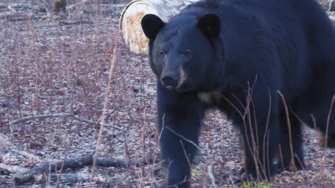 Six Feet from a Bear episode thumbnail
