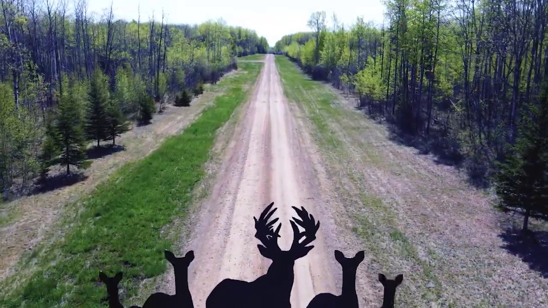 Canadian Bear Bash episode thumbnail