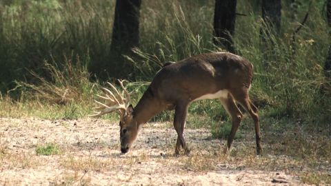 Wide, Tall and Typical Texas Whitetails episode thumbnail
