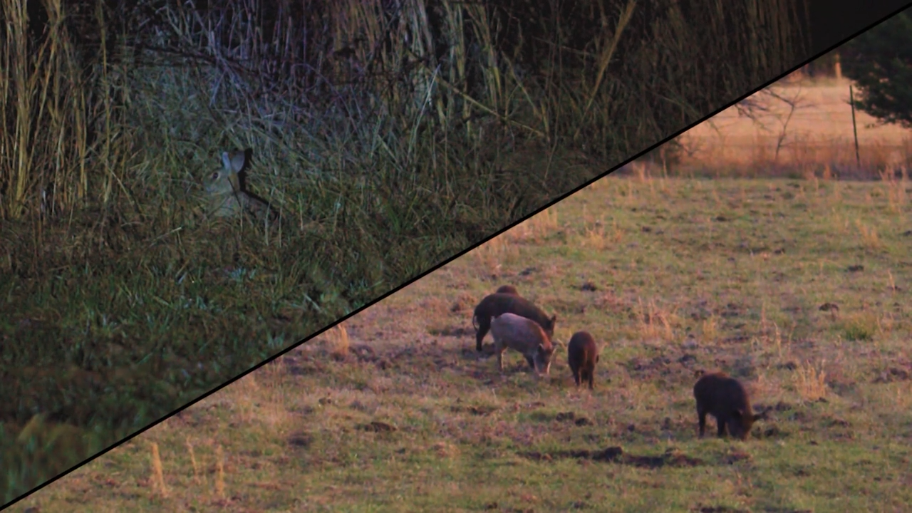 Shootin' Up Hogs & Cookin' Up Rabbit! episode thumbnail