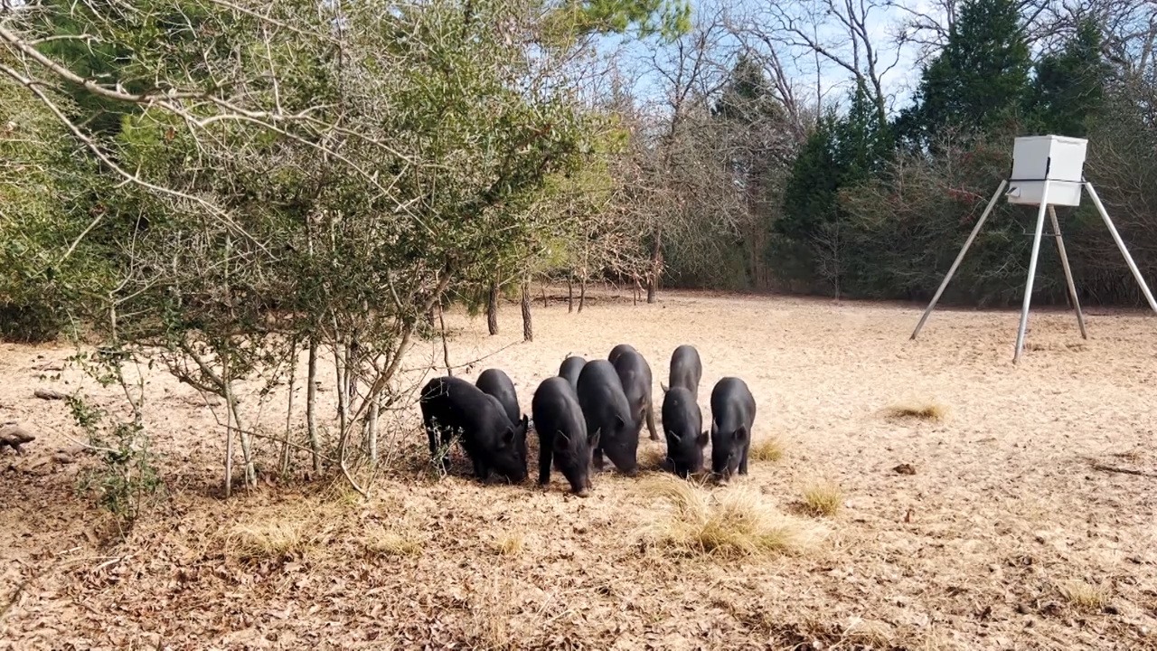 Skewered with a Mini Crossbow! episode thumbnail