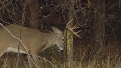 Crossbow Bucks and Crazy Coyote episode thumbnail