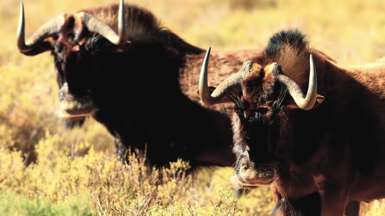 50 BMG vs Wildebeest - African Safari episode thumbnail