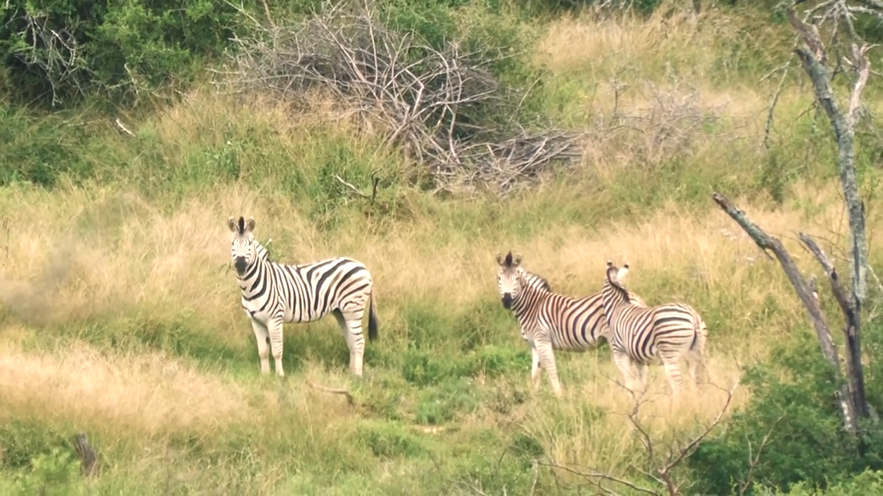 50 BMG vs Zebra episode thumbnail