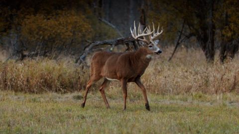 The Perfect Whitetail Rut Hunt at Legends Ranch episode thumbnail