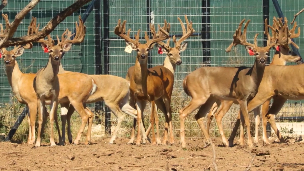 The Ox Ranch Story episode thumbnail