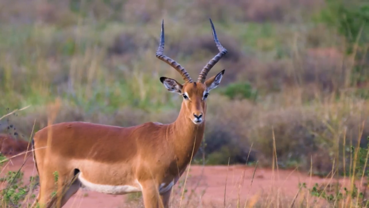 Mission Impala-ssible episode thumbnail