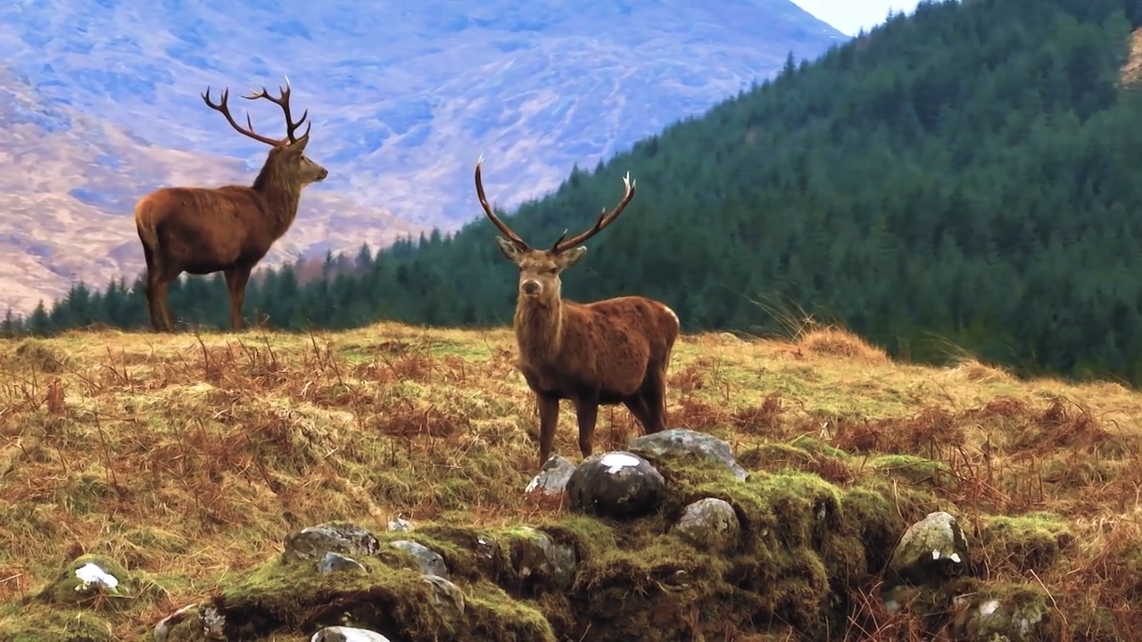 Hunting Chaos in Spain episode thumbnail