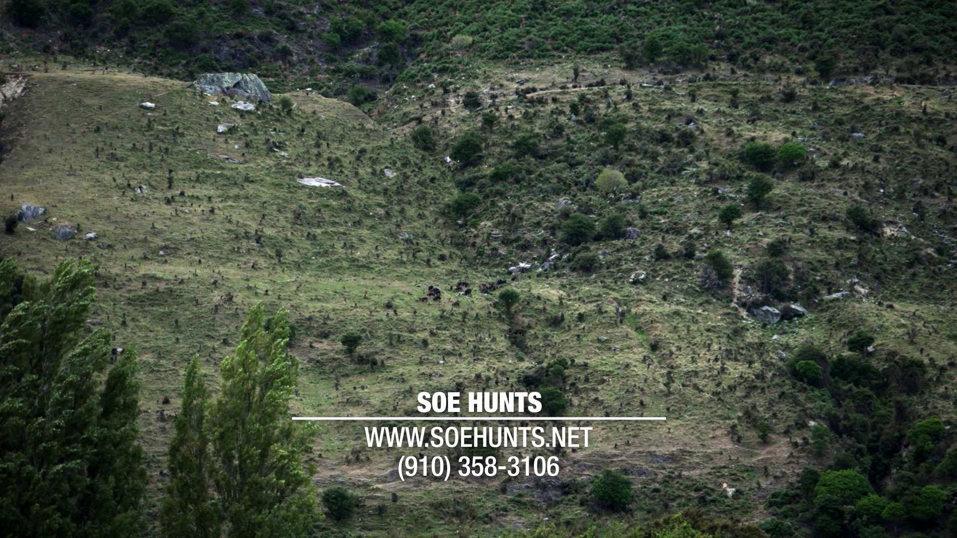 Stag Galore episode thumbnail