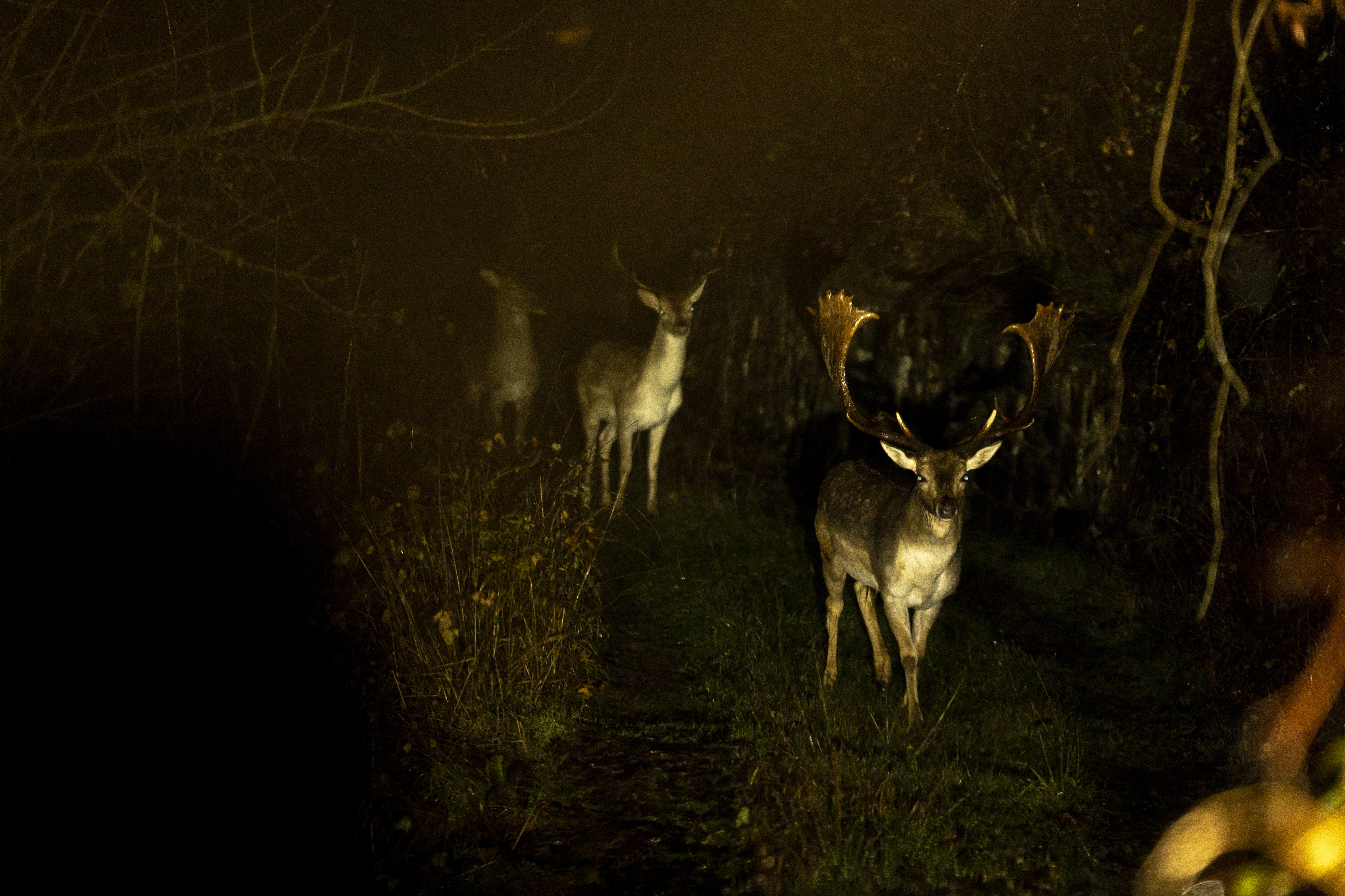 Italian Apennine Mountain Fallow Deer episode thumbnail
