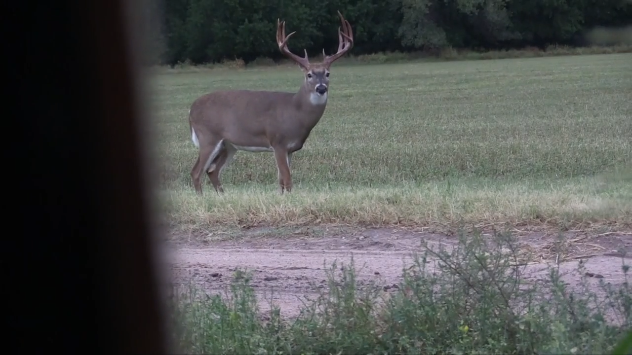 Andre the Giant episode thumbnail