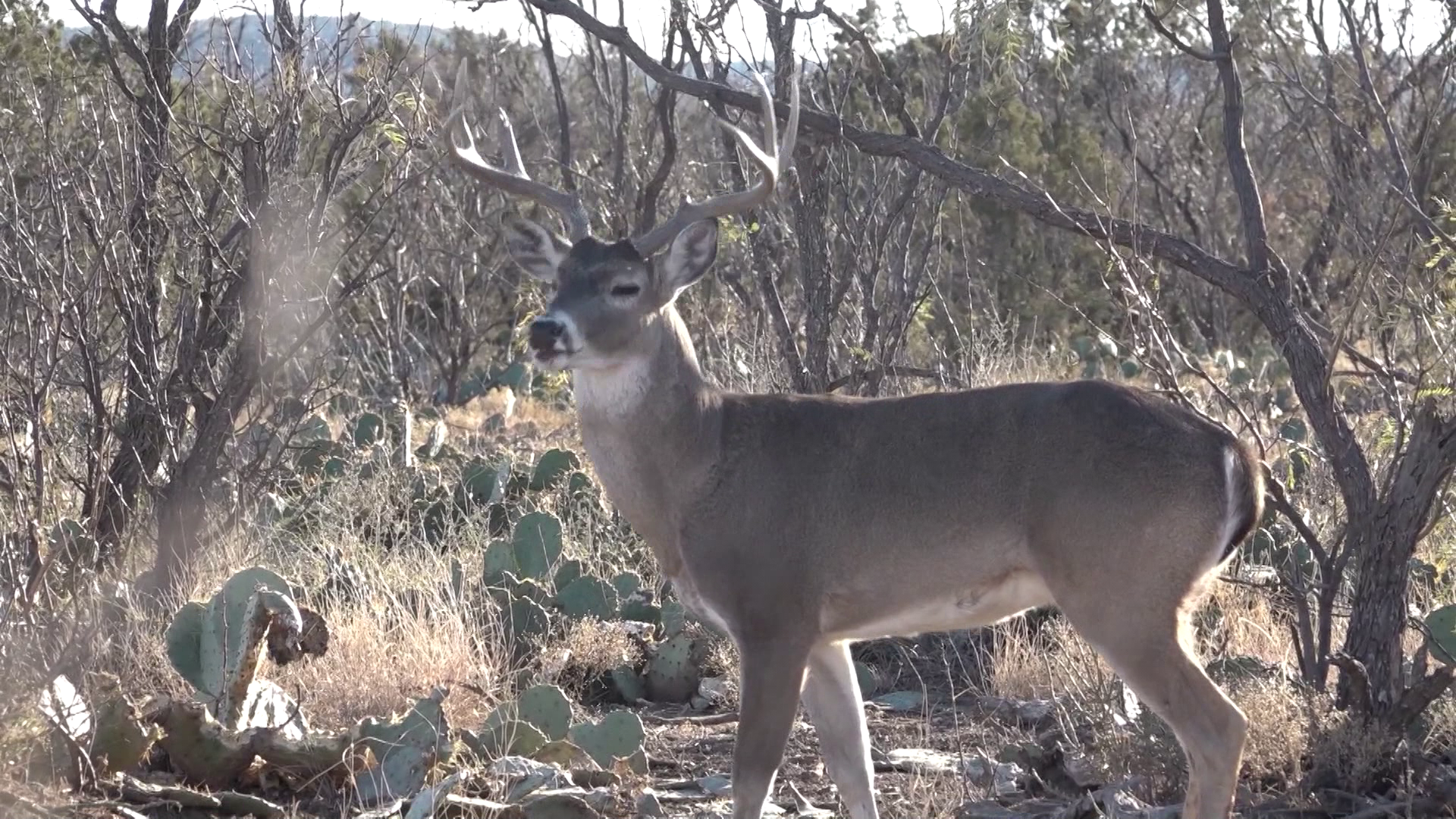 Late Season Deer episode thumbnail