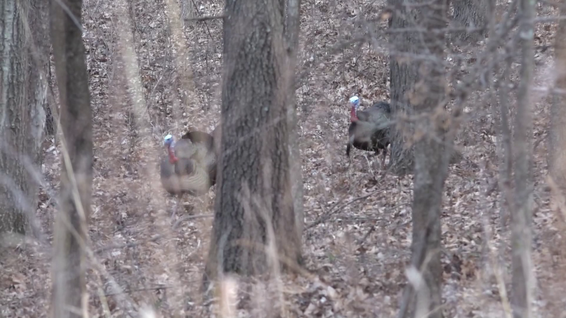 Jay's Iowa Deer episode thumbnail