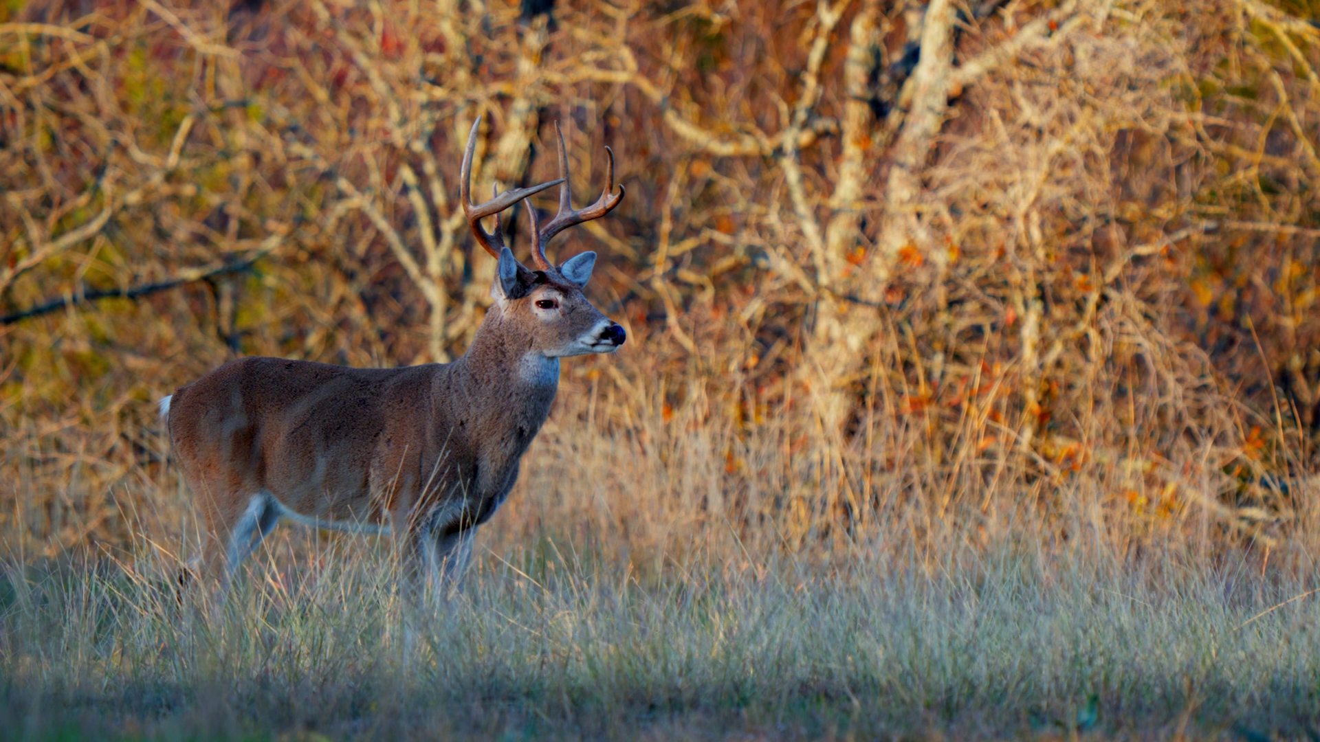 Home State Boys episode thumbnail