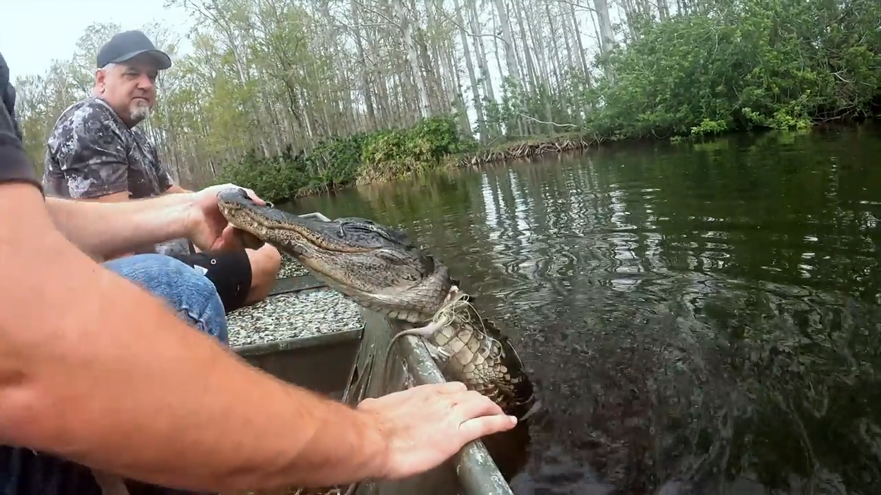 Gator Drama episode thumbnail