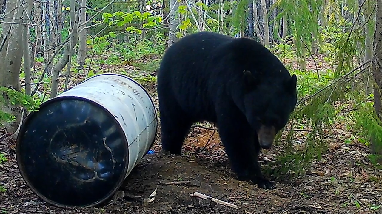 Wrong Bear episode thumbnail