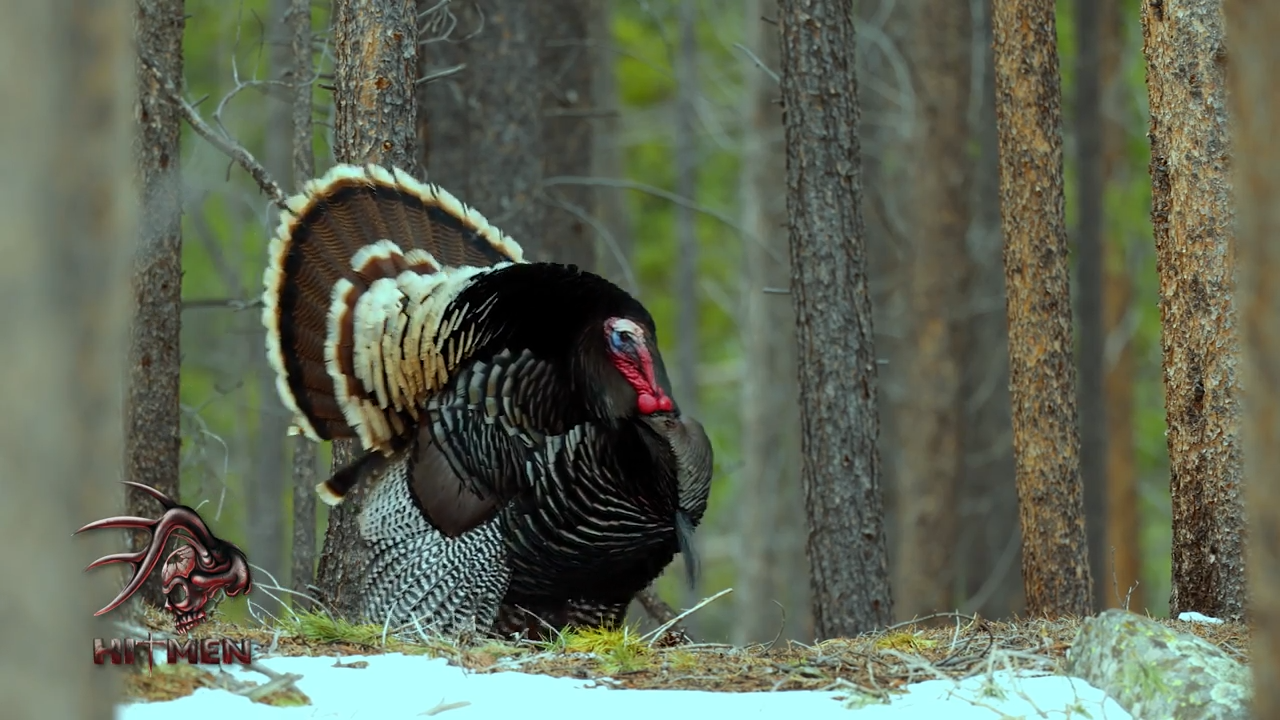 Turkey Fever episode thumbnail