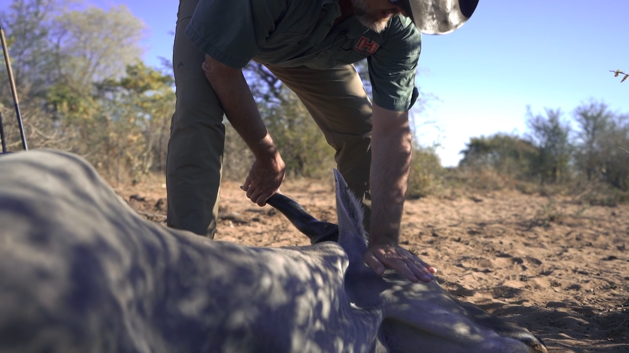 Eland, Africa's Giant Antelope episode thumbnail