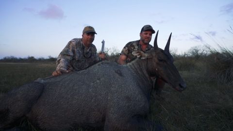 Nilgai In The Gulf episode thumbnail