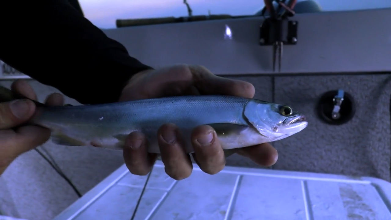 Nighttime Kokanee episode thumbnail
