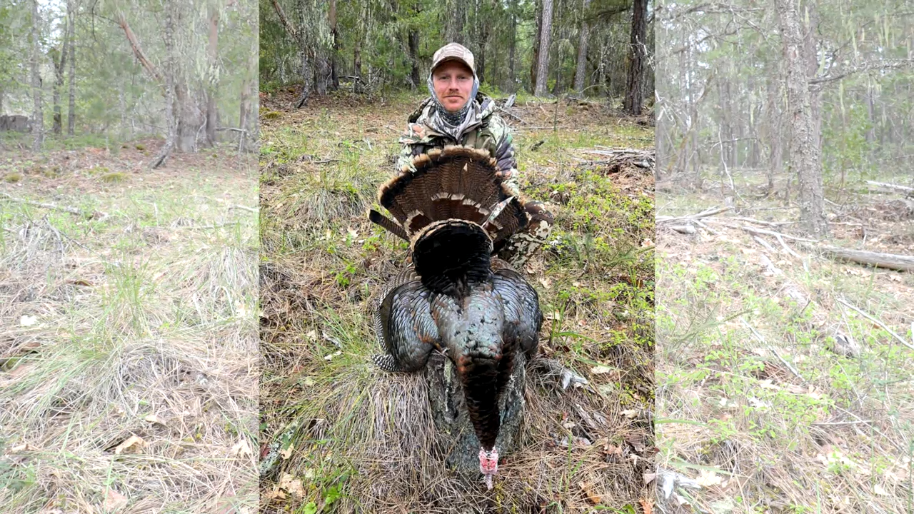 Oak Woodland Turkeys episode thumbnail