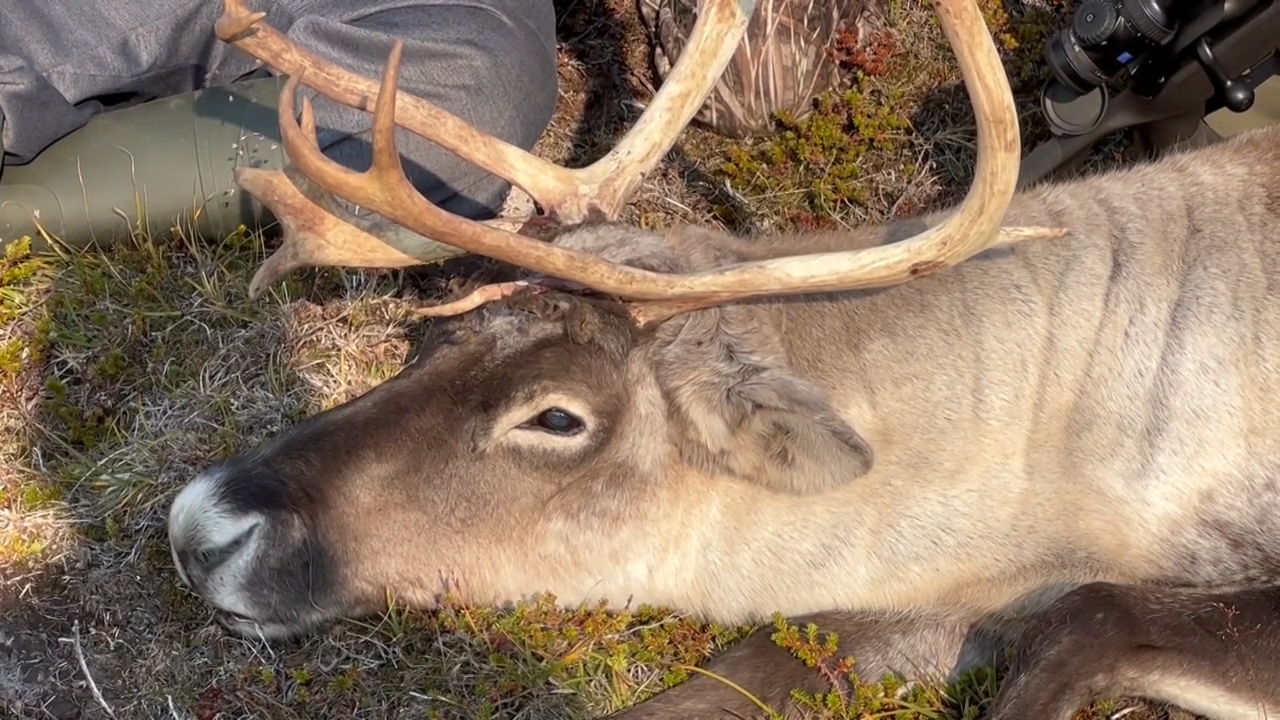 Greenland Reindeer Safari 2 episode thumbnail