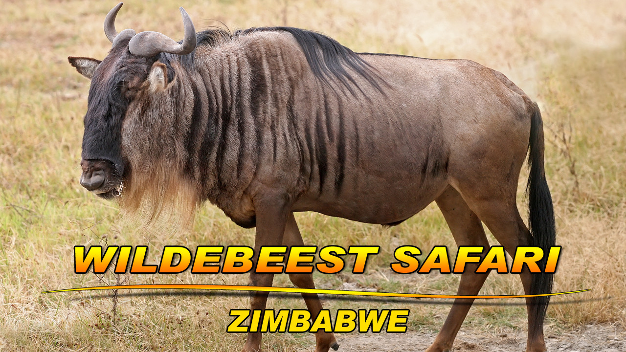 Zimbabwe Eland-Wildebeest episode thumbnail