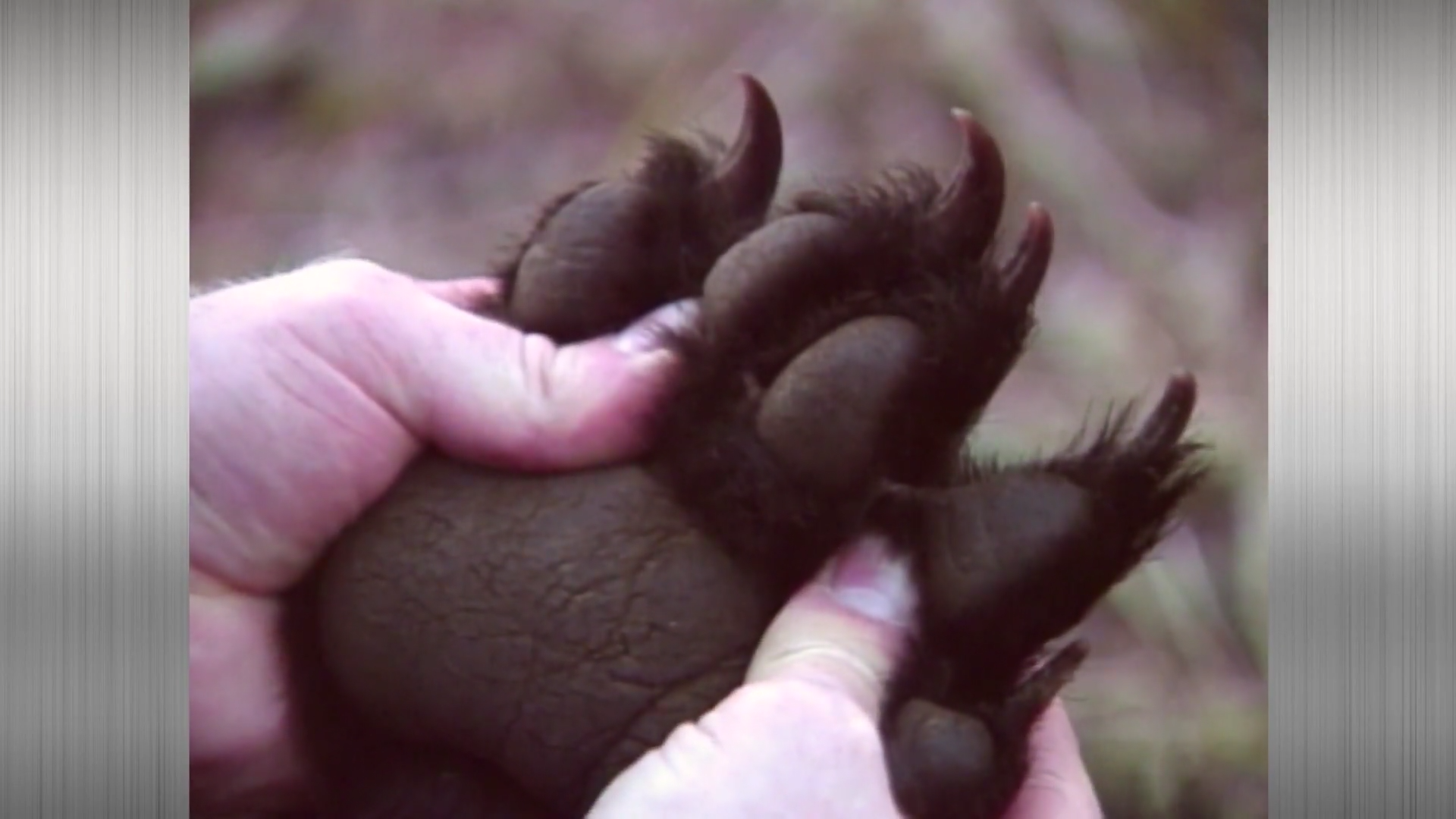 Black Bear Hunting episode thumbnail