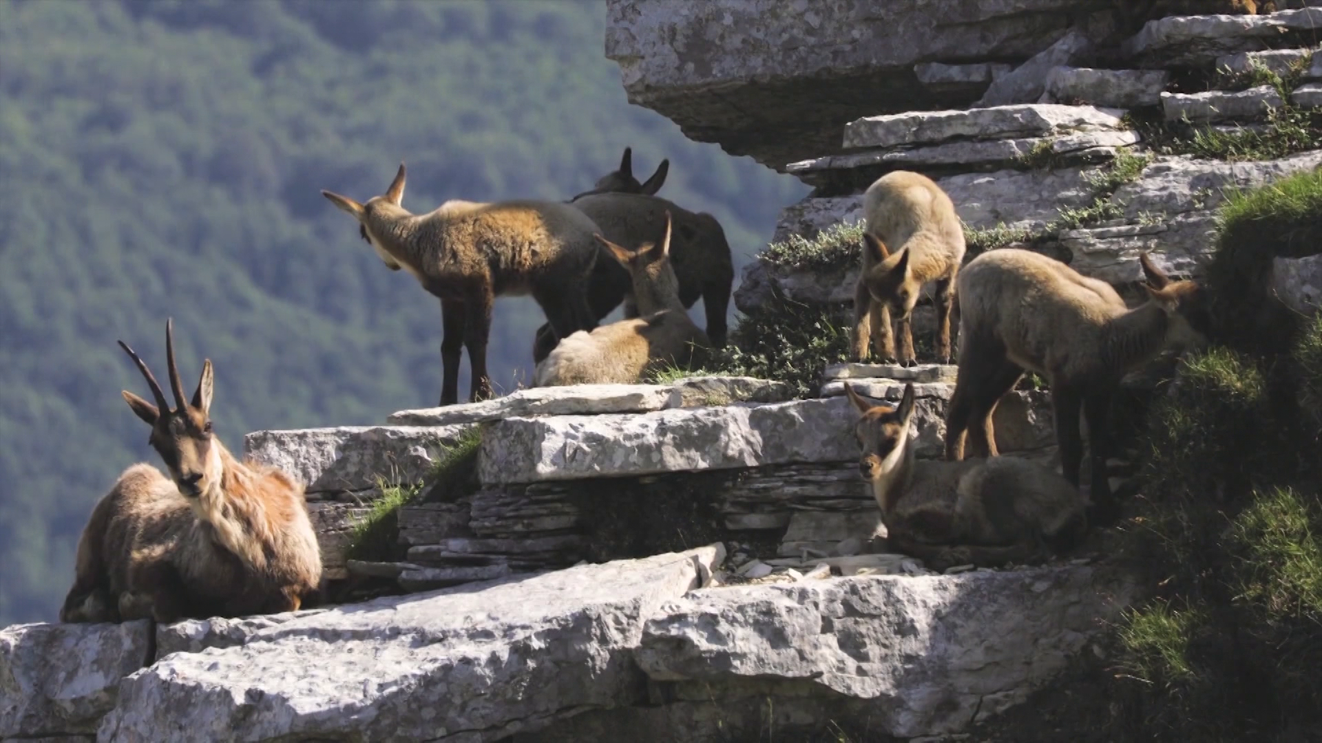 France Red Deer and Chamois episode thumbnail