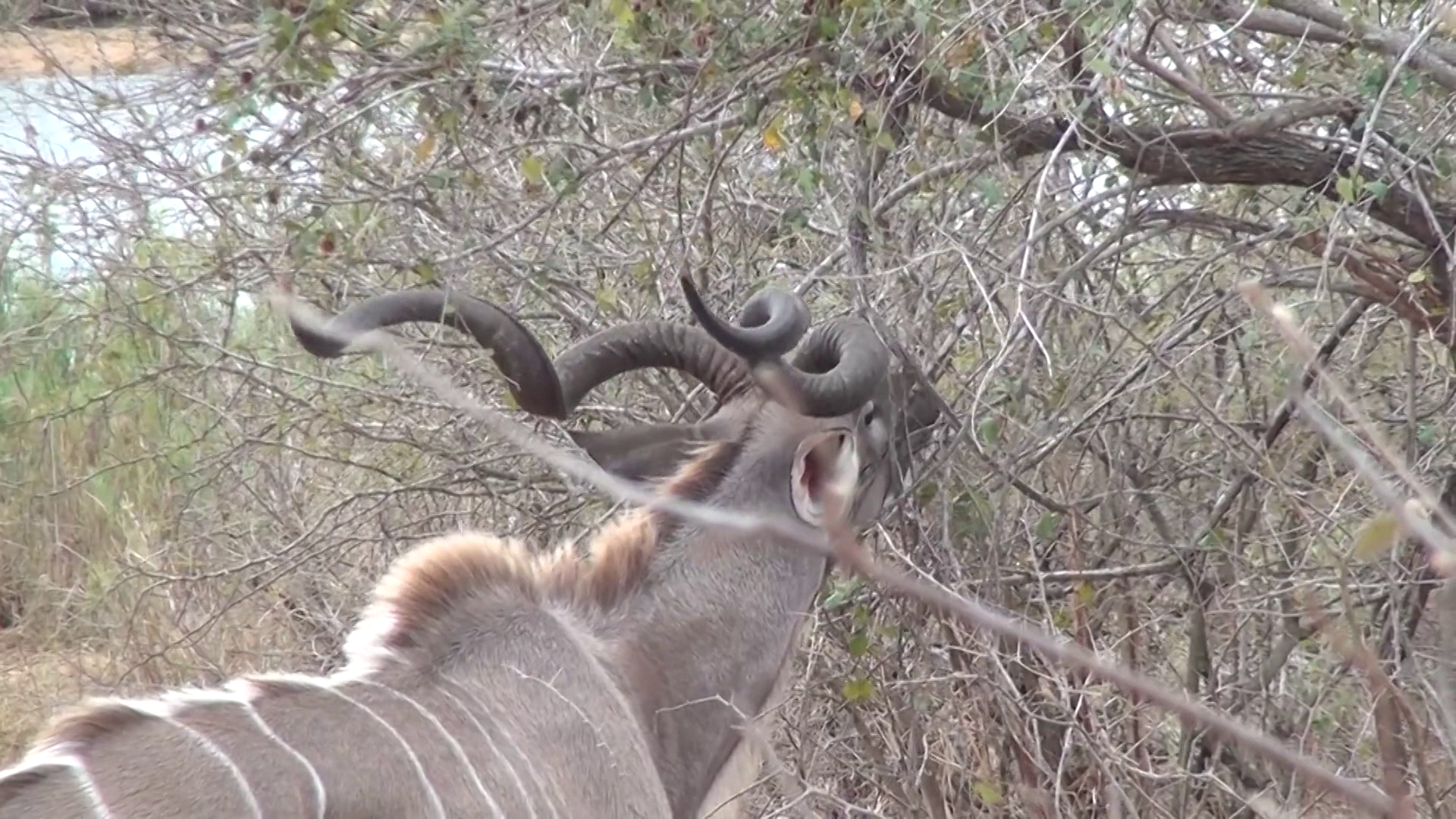 Africa Kudu Safari episode thumbnail