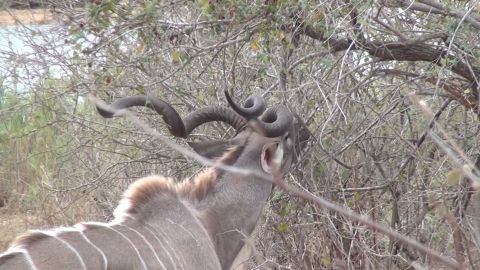 Africa Kudu Safari episode thumbnail