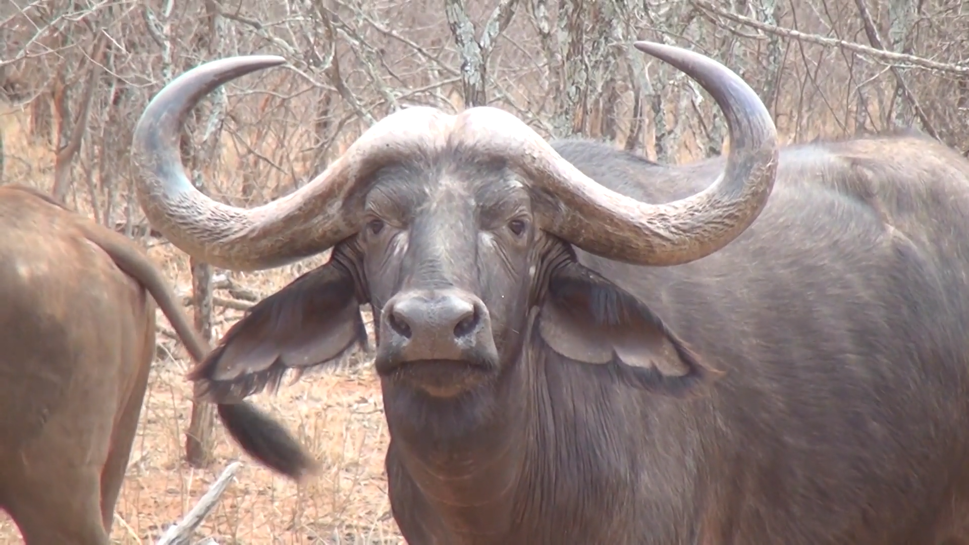 Buffalo Hunting episode thumbnail